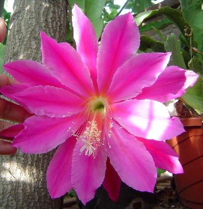 (image for) Epiphyllum 'Space Rocket' 5 Seeds - Click Image to Close